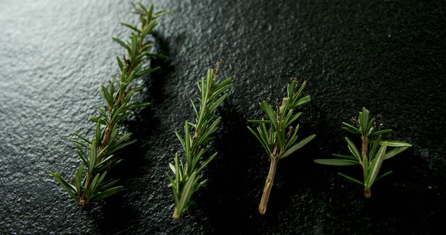 Sprigs of rosemary are arranged in decreasing size order on a dark textured surface, with copy space. Rosemary is commonly used as a fragrant culinary herb, enhancing the flavor of various dishes.