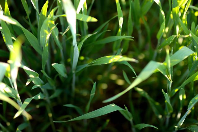 Vivid close-up of green grass blades basking in gentle sunlight. Ideal for use in nature-themed projects, gardening websites, or backgrounds for presentations and designs.