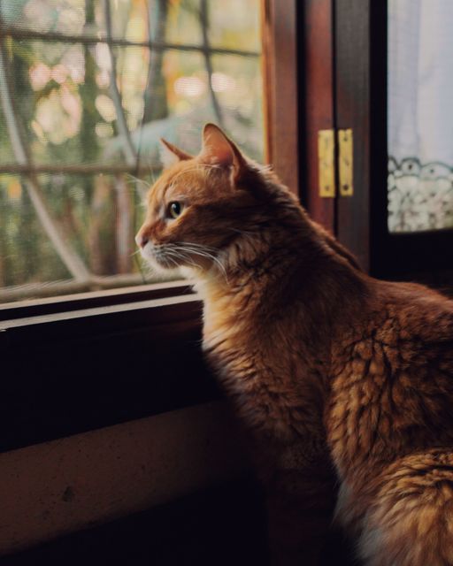Orange cat with fluffy fur gazing out window during daytime. Lighting highlights cat's textured fur. Ideal for pet care advertisements, feline behavioral studies, and social media content for cat lovers and owners.