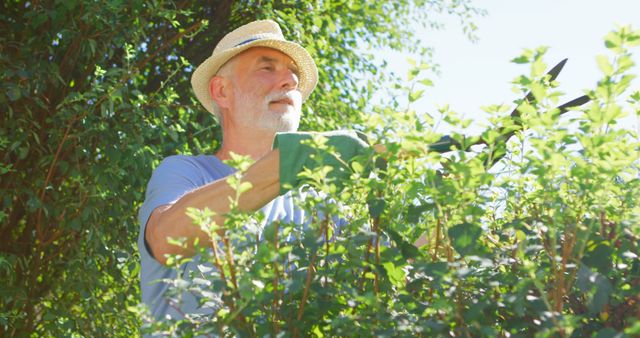 Senior man wearing hat and gloves, trimming green bushes under sunny sky. Perfect for illustrating active lifestyles of elderly, gardening tips, outdoor activities, or promoting gardening tools and equipment.