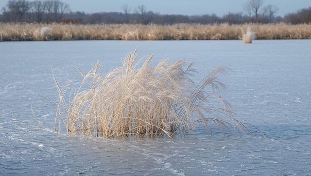 Frost-tipped reeds bending on frozen marsh with ice cracks and soft winter light