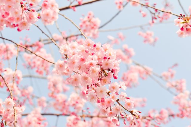 Close up view of pink flowers on a tree branch against blue sky. Spring season concept