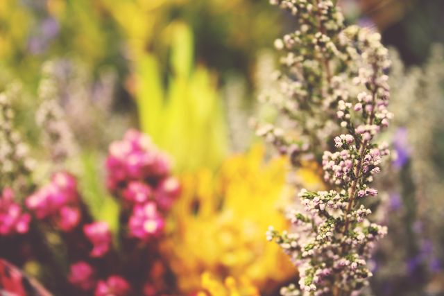 Vibrant Floral Background With Colorful Blurred Flowers - Download Free Stock Photos Pikwizard.com