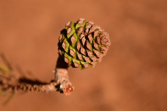 Close-up view of an isolated pine cone on a branch with a brown, blurred background. This vibrant, detailed image highlights the intricate texture and natural beauty of the pine cone. Ideal for nature-themed projects, autumn-related content, educational materials, or backgrounds for rustic designs.