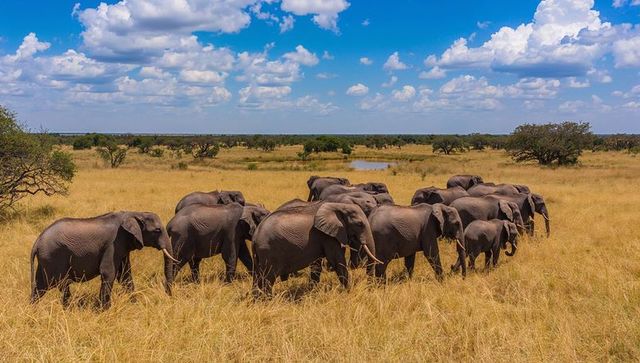 Walking herd of african elephants crossing sunlit savanna toward distant waterhole