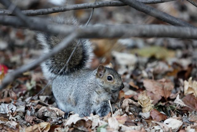 Gray squirrel searches for food among fallen leaves in a woodland during autumn. Perfect for nature documentaries, wildlife blogs, autumn-themed projects, and educational materials on squirrels or rodents.