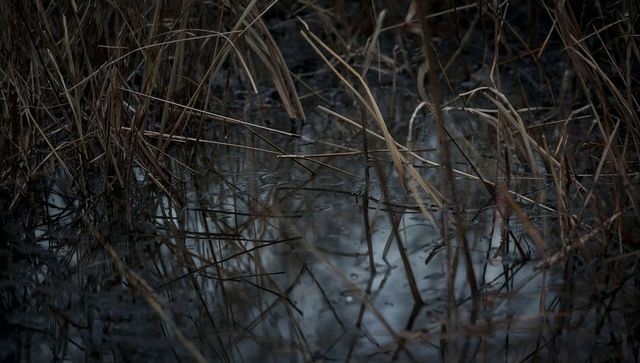 Moody marsh reeds reflecting in shallow water, dark wetland stalks and droplets texture