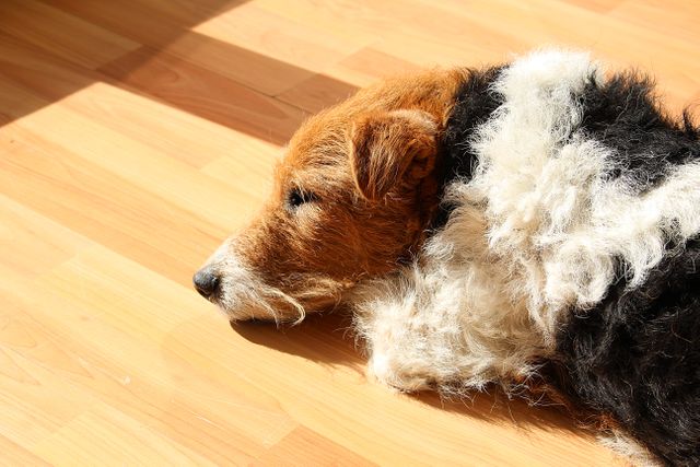 Wire Fox Terrier lying on wooden floor, basking in sunlight indoors. Can be used in pet care, home decor, or relaxation-themed projects to depict a calm, serene atmosphere.