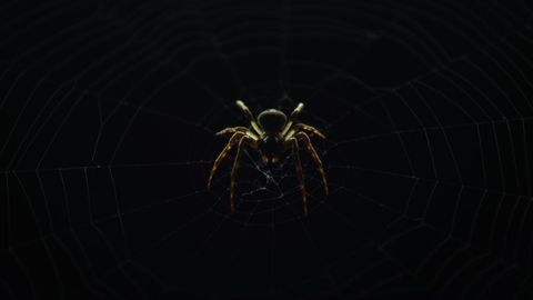 Macro orb-weaver spider on web glowing against dark background nocturnal predator
