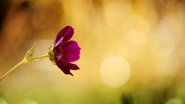 This vibrant photo features a delicate purple flower captured in soft focus with a hazy golden background that evokes tranquility and beauty. Perfect for use in nature-themed designs, spring and summer promotions, or as a calming and serene background for websites and social media posts.