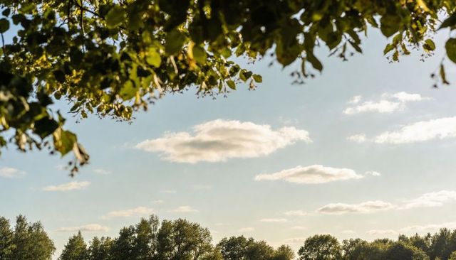 Sunlit tree canopy framing open blue sky with scattered clouds over park