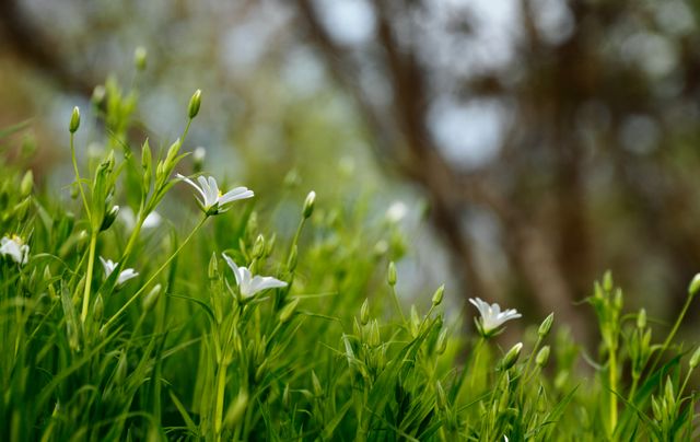 Vibrant image of small white flowers blooming amidst lush green grass, evoking a sense of spring and new beginnings. Ideal for use in nature-themed projects, gardening websites, environmental campaigns, or any concept related to growth and renewal.