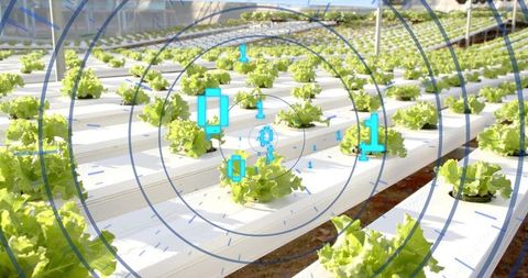 Lettuce Hydroponic Farming with Digital Monitoring System in Greenhouse