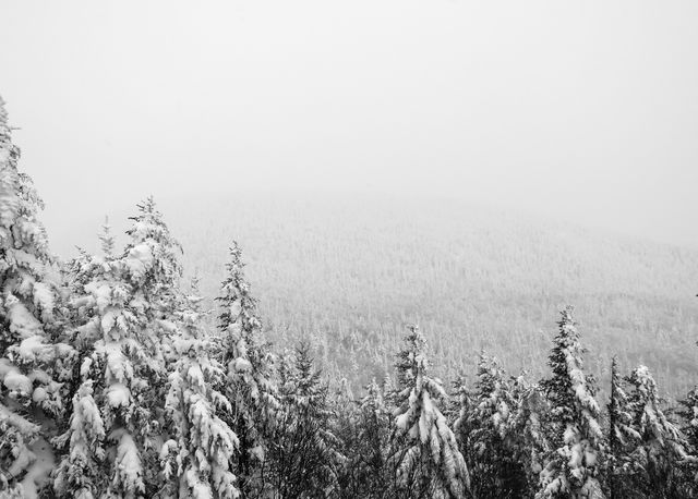 Snow-covered pine forest presents a serene wintery landscape with trees blanketed in white. Ideal for backgrounds, greeting cards, winter sports promotions, or travel brochures emphasizing winter destinations.