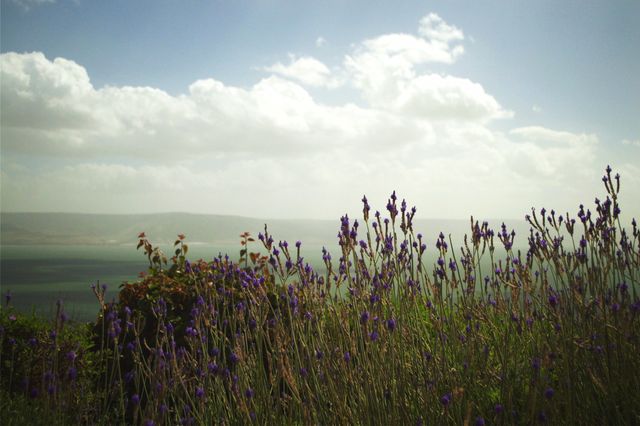 An image showcasing a lush lavender field with purple flowers in full bloom, surrounded by mountainous terrain under a cloudy sky. Perfect for use in nature-themed projects, travel promotions, outdoor activity advertisements, and environmental conservation campaigns. Ideal for illustrating the beauty of rural landscapes and serene outdoor settings.
