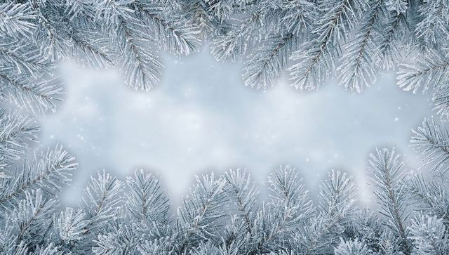 Framing frosted evergreen branches creating pale winter center for holiday design