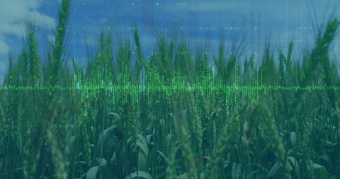 Advanced Agricultural Technology Meets Lush Green Wheat