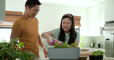 Asian couple misting herb seedlings indoors in modern kitchen, growing home herbs