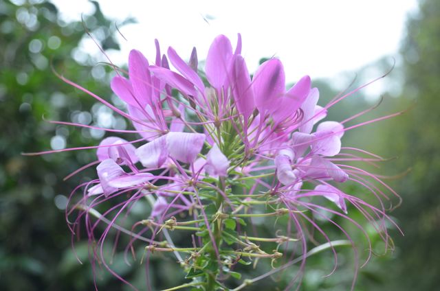 Beautiful Purple Cleome Flower Blooming in Garden - Download Free Stock Photos Pikwizard.com