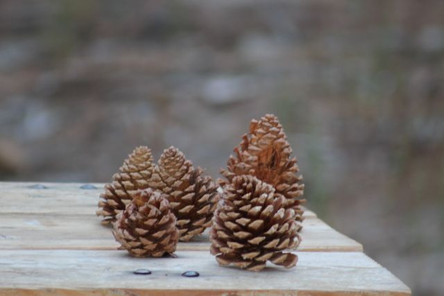 Pine cones lie scattered on a wooden table, evoking a rustic and natural outdoor atmosphere. Ideal for use in projects related to autumn decorations, nature themes, or rustic outdoor settings. Perfect for blogs, social media posts, and other creative visual designs.