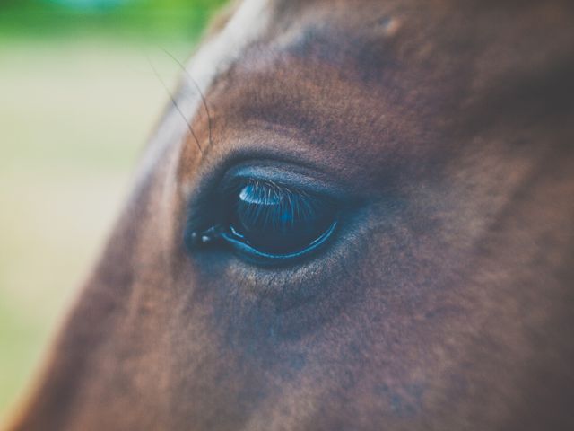 Detailed close-up showing a horse's eye with natural light highlighting eyelashes, conveying calmness and beauty. Ideal for use in advertisements for equine products, nature and animal photography collections, or educational materials on horse anatomy and care.