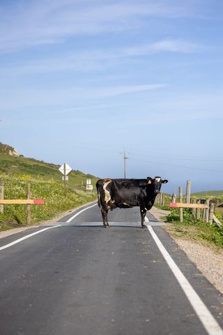 Black-and-white cow blocking narrow country road on sunny coastal farmland