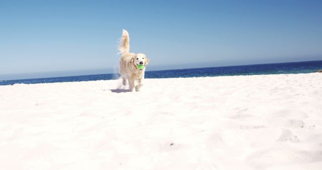 White cute dog with tennis ball in mouth running on white sandy beach by seaside against blue sky. Pet, summer and vacation concept.
