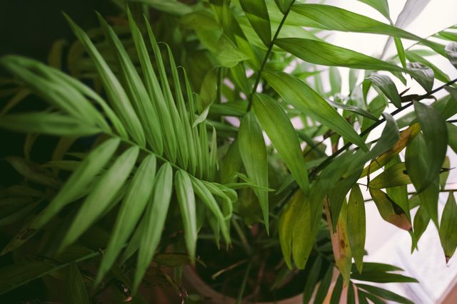 Lush Tropical Green Houseplants Near Bright Window - Download Free Stock Photos Pikwizard.com
