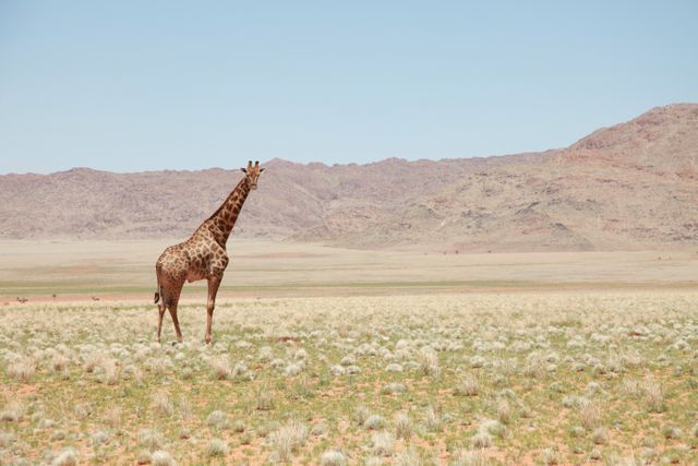 Giraffe standing alone in expansive African savannah with distant mountain range under clear blue sky. Perfect for use in wildlife documentaries, travel magazines, nature blogs, educational materials about African fauna, and conservation campaigns. Conveys a sense of wilderness, adventure, and natural beauty.