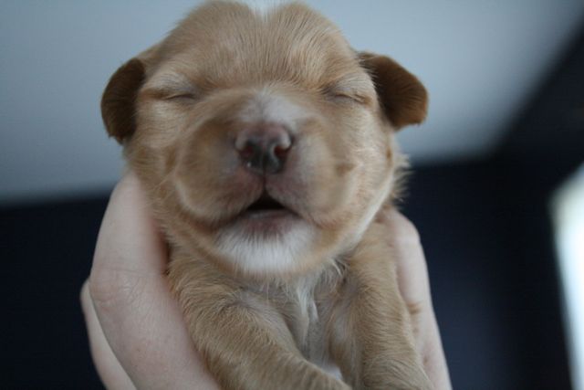 Close-up of Sleeping Newborn Puppy in Hand - Download Free Stock Photos Pikwizard.com