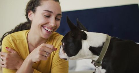 Young woman playing with boston terrier at home