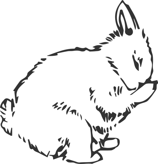 Transparent Outline of Rabbit Cleaning Face Isolated on Blank Background - Download Free Stock Videos Pikwizard.com