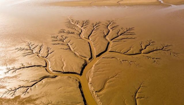 Golden tidal channels carving dendritic mudflat patterns at low tide aerial view