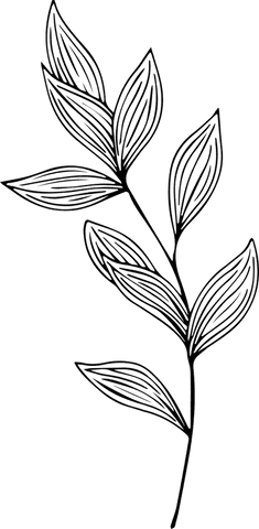 Transparent Stylized Branch with Elongated Leaves Line Art - Download Free Stock Videos Pikwizard.com