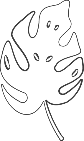 Minimalist transparent monstera line drawing illustration