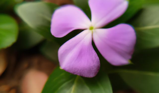 This vibrant image captures the delicate beauty of a purple periwinkle flower in full bloom, focusing on its detailed petals and lush green leaves. Ideal for use in gardening magazines, nature blogs, floral arrangement advertisements, and websites promoting outdoor activities.