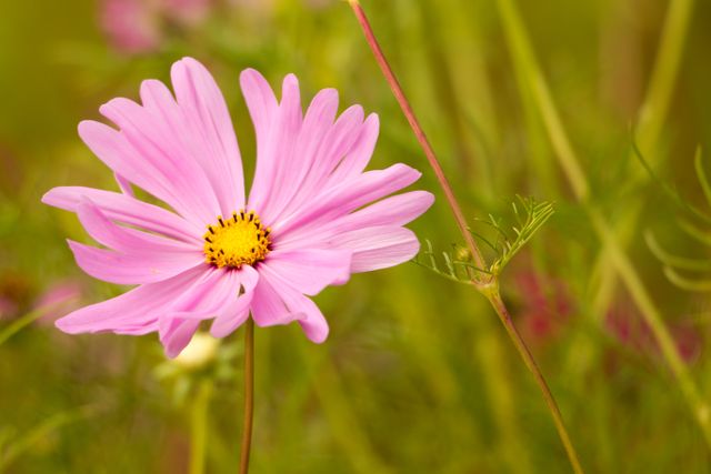 This image features a close-up view of a pink cosmos flower with a yellow center against a blurred green background. Ideal for use in gardening blogs, natural beauty promotions, floristry brochures, and summer-themed artwork.