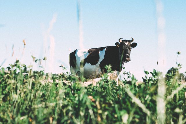 Cow grazing in a lush green field under a clear blue sky. This serene image is perfect for agricultural websites, farming articles, or educational materials on livestock and rural life. It can also be used for environmental topics and countryside relaxation themes.