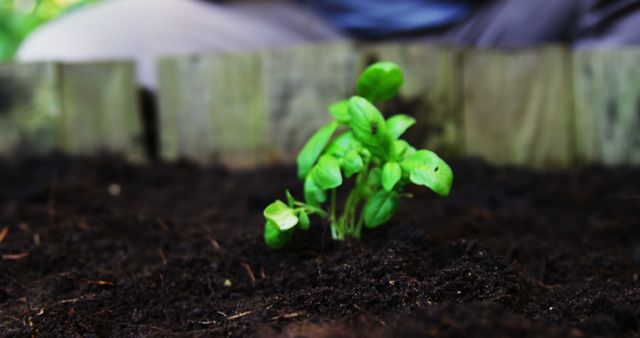 A young basil plant sprouts from the fertile soil in a garden, with copy space. Its vibrant green leaves stand out against the dark earth, symbolizing growth and the start of a new life cycle.
