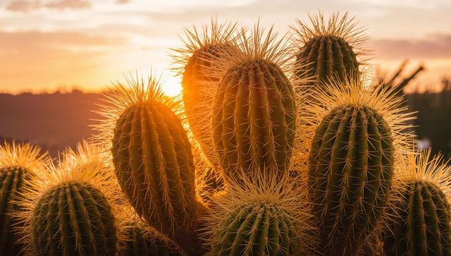 Barrel cactus cluster glowing in golden backlight at desert sunset with spiny silhouettes
