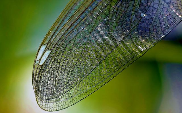 This macro close-up captures the intricate detailing of a dragonfly wing, highlighting its delicate veins and transparent structure. Ideal for use in educational materials about insect anatomy, nature documentaries, or artistic projects emphasizing the beauty of natural patterns.