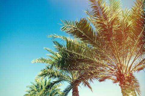 Tropical Palm Trees under Clear Blue Sky