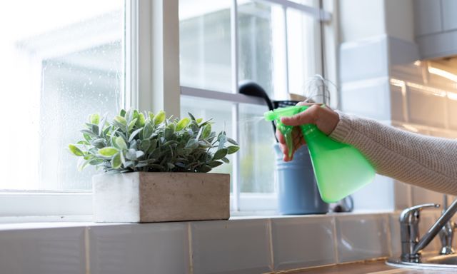 Hand of woman watering plant with water spray in kitchen. domestic life in self isolation during coronavirus covid 19 pandemic.
