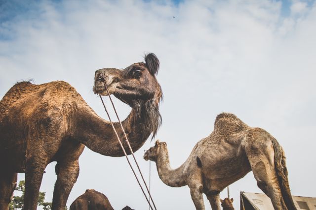 Arabian camel Camel Ungulate - Download Free Stock Photos Pikwizard.com