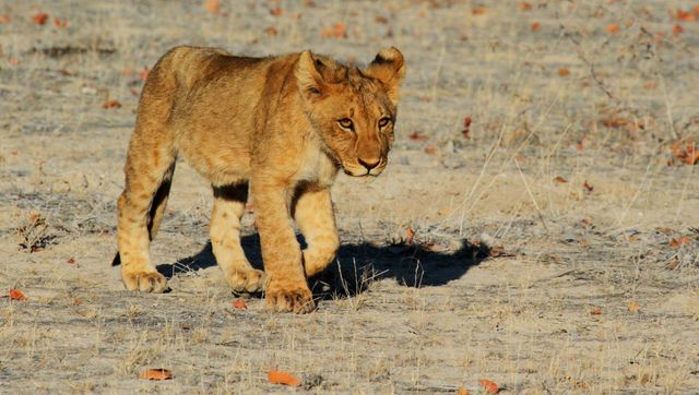 Curious Lion Cub Walking Through Dry Grassland - Download Free Stock Photos Pikwizard.com