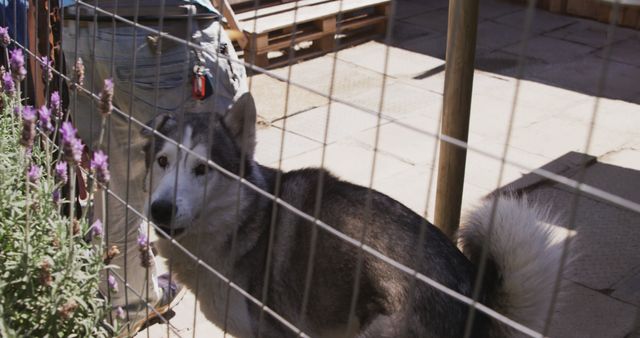 This image shows a Husky dog in a fenced yard around garden. Suitable for content related to pet care, safety, outdoor activities, and gardening. Great for use in articles, advertisements, or websites focused on pet ownership, home security, or gardening.