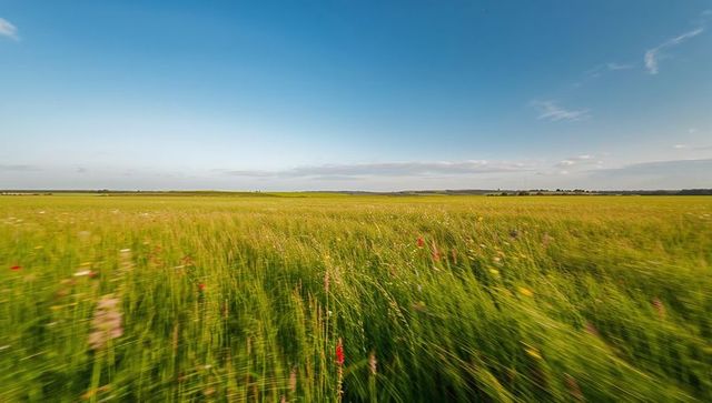 Wind-swept wildflower meadow with swaying tall grasses under wide blue sky
