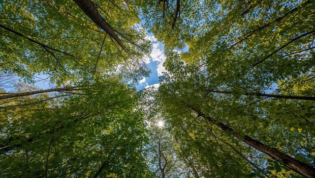 Looking Up Through Lush Green Canopy with Sunburst and Tall Tree Trunks