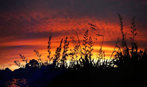 Silhouetting wild grasses and flying birds against fiery orange sunset sky