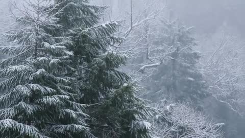 Snowfall Drifting Over Evergreen Hillside, Misty Winter Forest Embracing Quiet Solitude